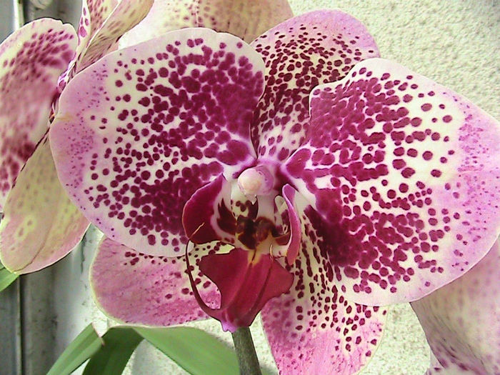 phale alba cu mov roz 2013.05.04