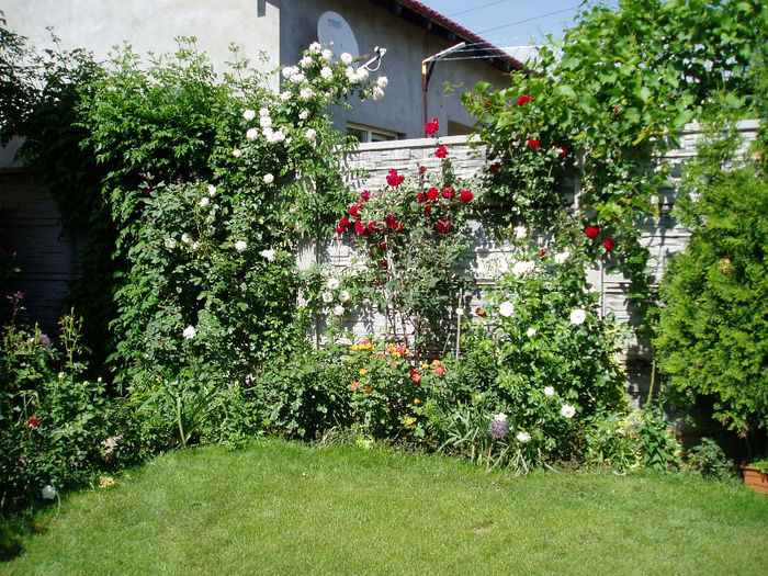 Unde florile-mi zambesc