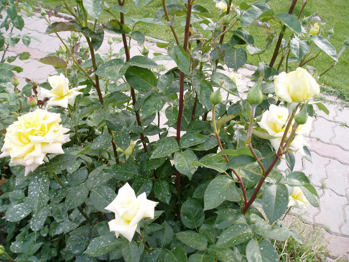 P1010184