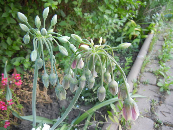 Nectaroscordum siculum (2013, May 18)