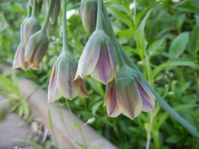 Nectaroscordum siculum (2013, May 18) - Nectaroscordum siculum