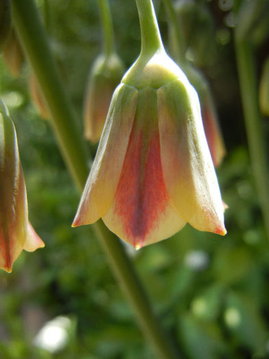 Sicilian Honey Garlic (2013, May 19) - Nectaroscordum siculum