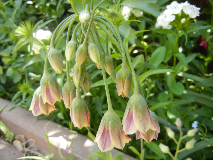 Sicilian Honey Garlic (2013, May 19) - Nectaroscordum siculum