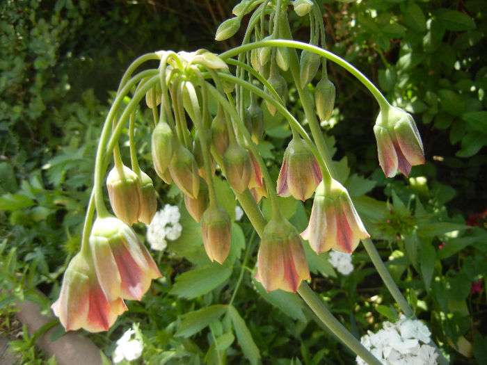 Allium siculum (2013, May 19) - Nectaroscordum siculum