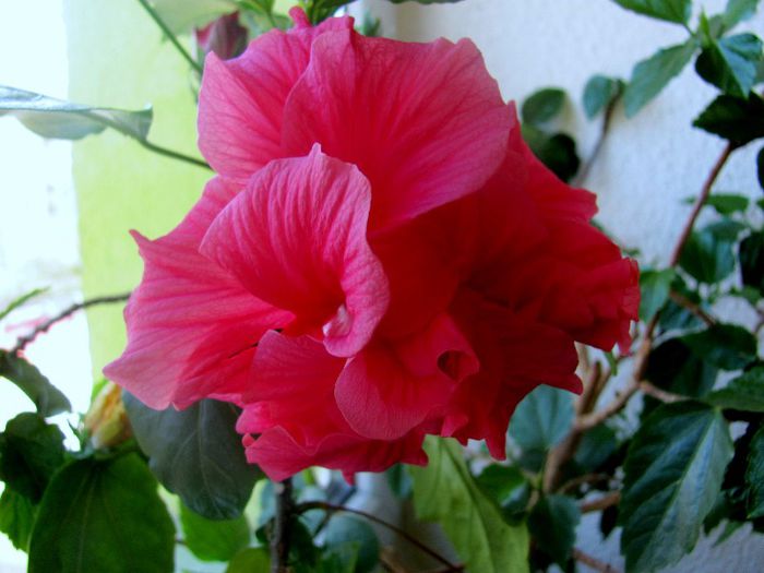 19-05-2013 007 - hibiscus