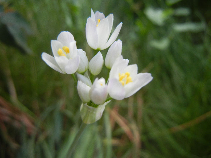 Allium roseum (2013, May 18) - Allium roseum