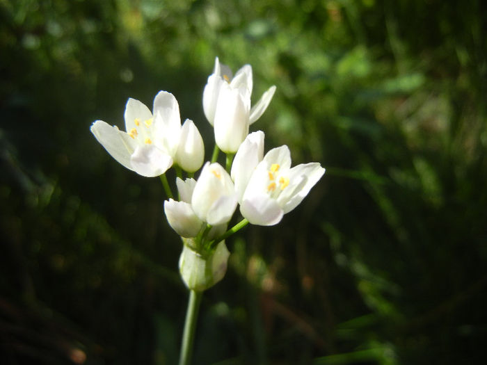 Allium roseum (2013, May 19)