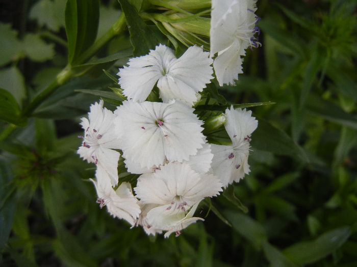 Dianthus barbatus (2013, May 18) - Dianthus Barbatus