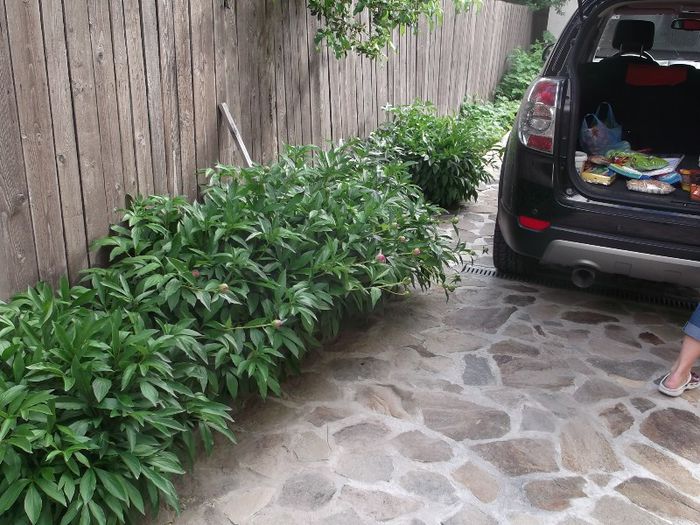 Picture 045 - FERMA ANDRE  SI  NIK PUIUT