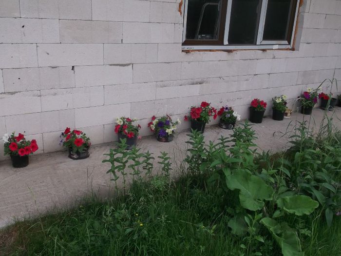 Picture 046 - FERMA ANDRE  SI  NIK PUIUT