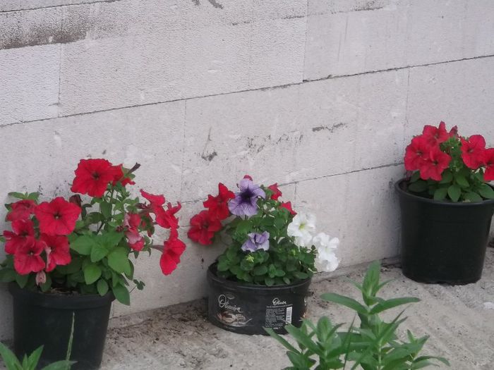 Picture 048 - FERMA ANDRE  SI  NIK PUIUT