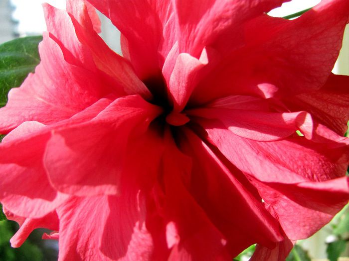 19-05-2013 017 - hibiscus