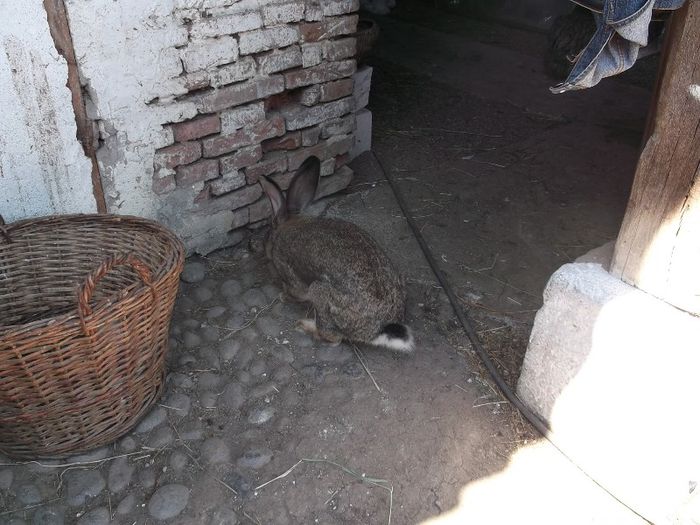 ..............PAZNICUL.......