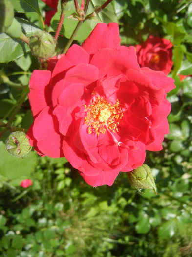 Rose Blaze (2013, May 19)