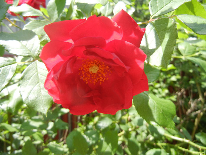 Rose Blaze (2013, May 19)