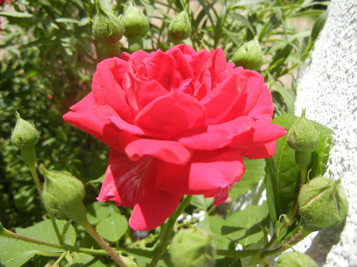 Rose Blaze (2013, May 19)