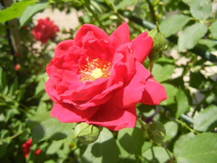 Rose Blaze (2013, May 19)