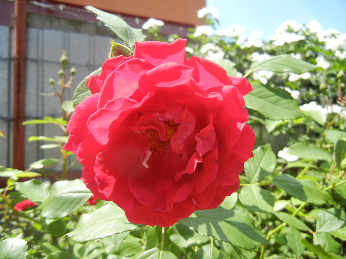 Rose Blaze (2013, May 19)