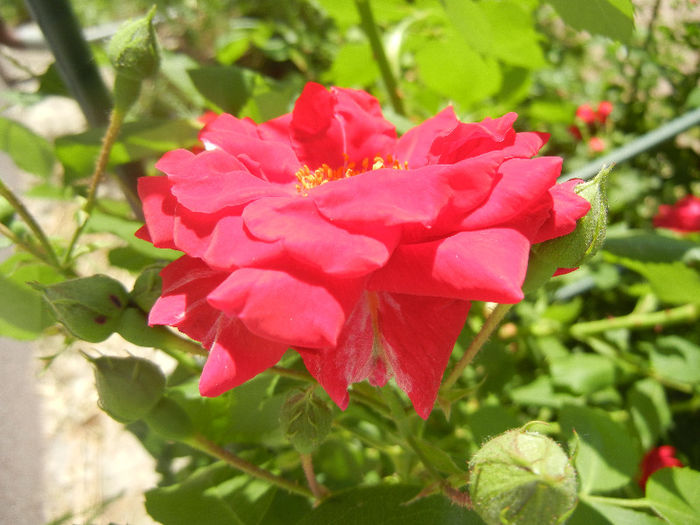 Rose Blaze (2013, May 19)