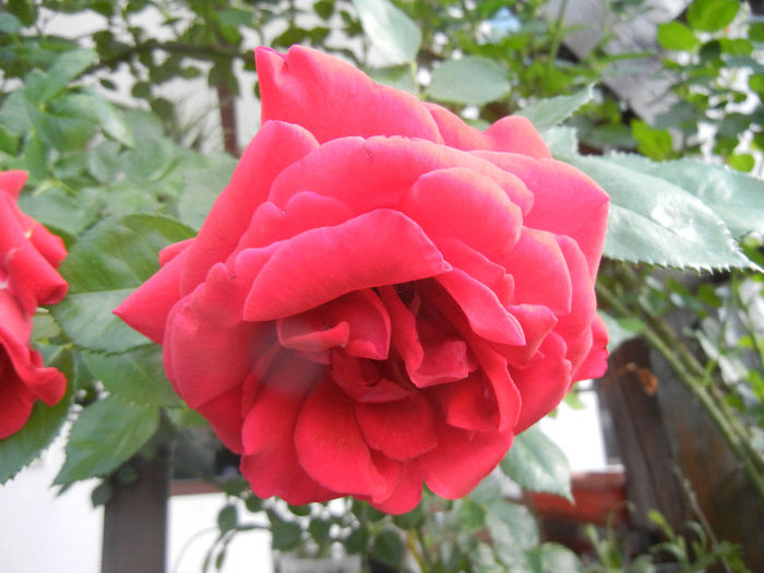 Rose Blaze Superior (2013, May 18) - Rose Blaze Superior