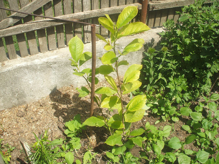 alexandrina; multeplante
