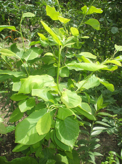 yellow river; multeplante
