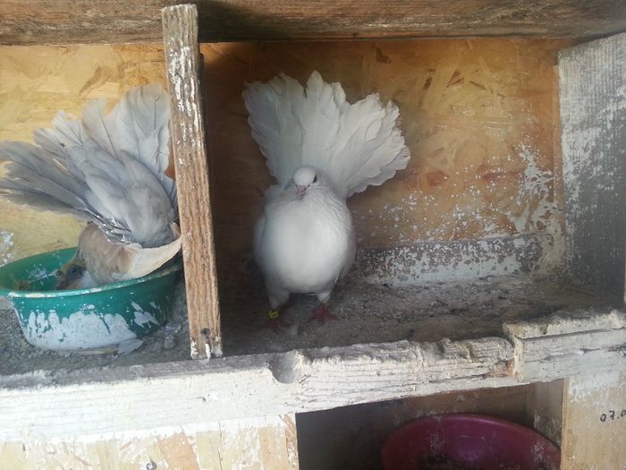 20130519_155326 - porumbei mei