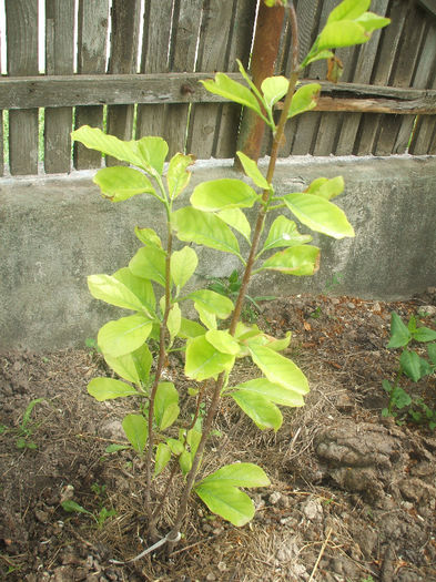 alba superba; multeplante
