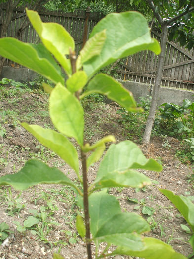 genie - magnolia