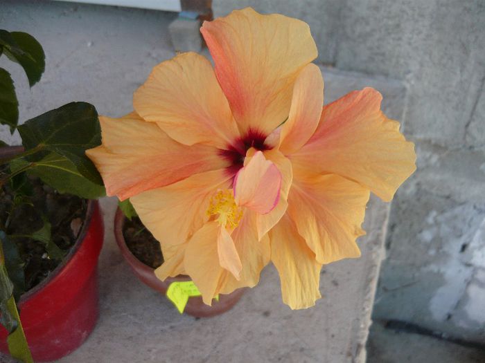 Picture 2363 - x 2013 Hibiscus rosa sinesis