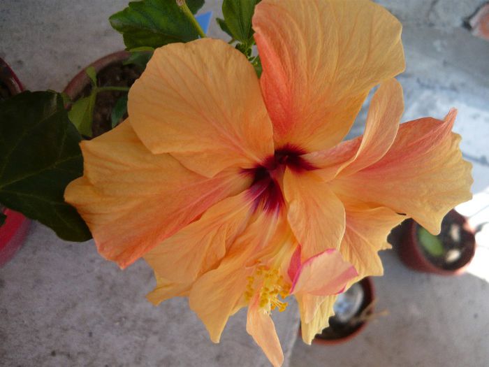 Picture 2364 - x 2013 Hibiscus rosa sinesis