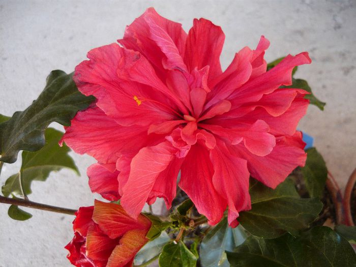 Picture 2366 - x 2013 Hibiscus rosa sinesis