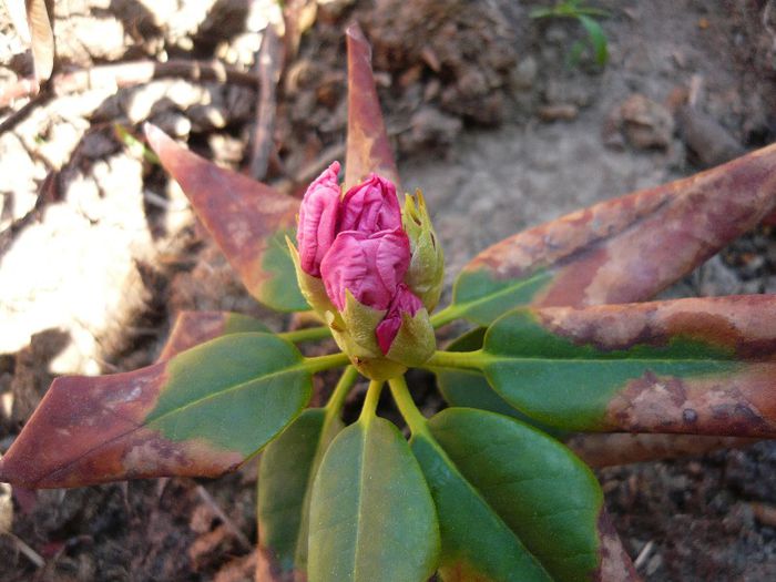 rhododendron-se pare ca rezista...