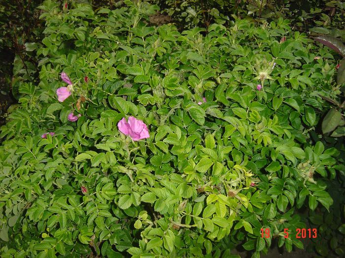 Picture 1720 - 0-ROSA RUGOSA