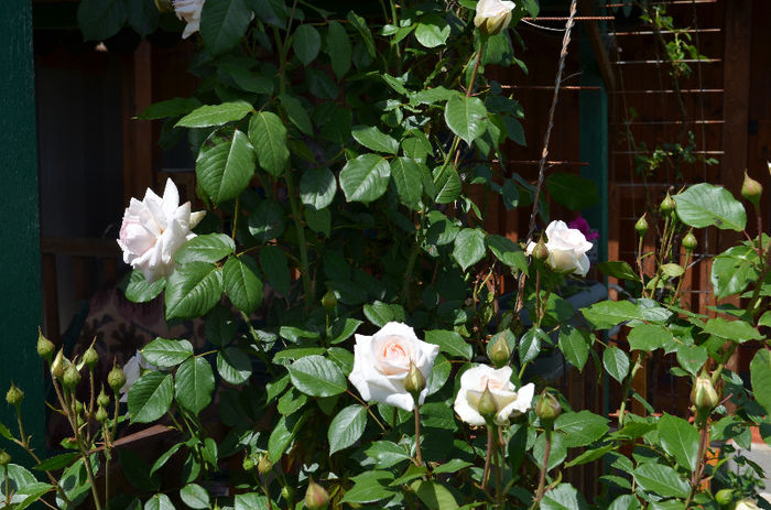 DSC_0470 - Mai 2013
