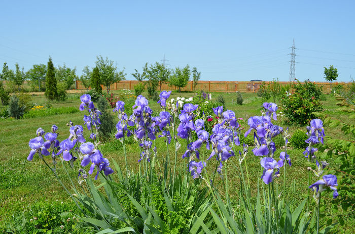DSC_0474 - Mai 2013