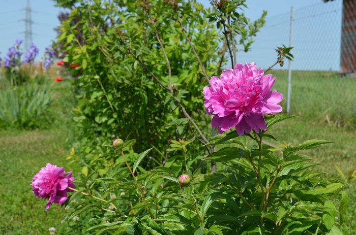 DSC_0476 - Mai 2013