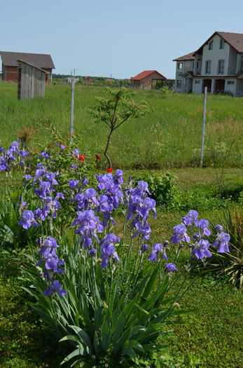 DSC_0483 - Mai 2013