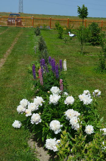 DSC_0487 - Mai 2013