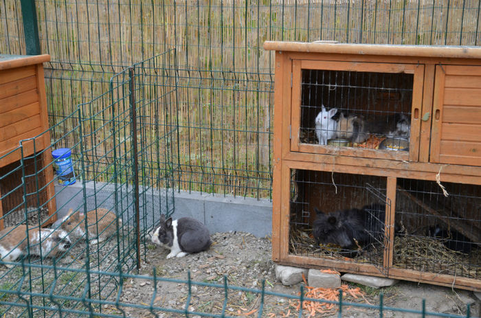 tarcurile iepurilor - Mai 2013