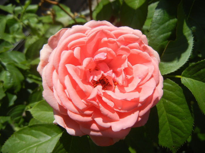Rose Pleasure (2013, May 19)
