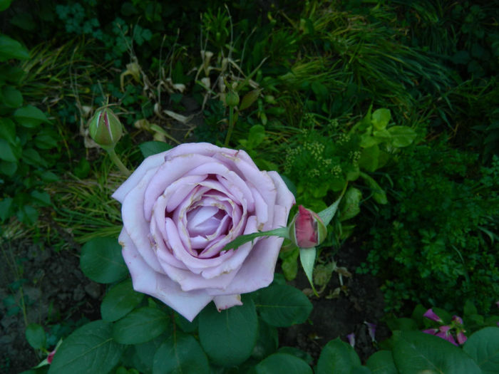 DSCN9222 - Trandafiri 2013