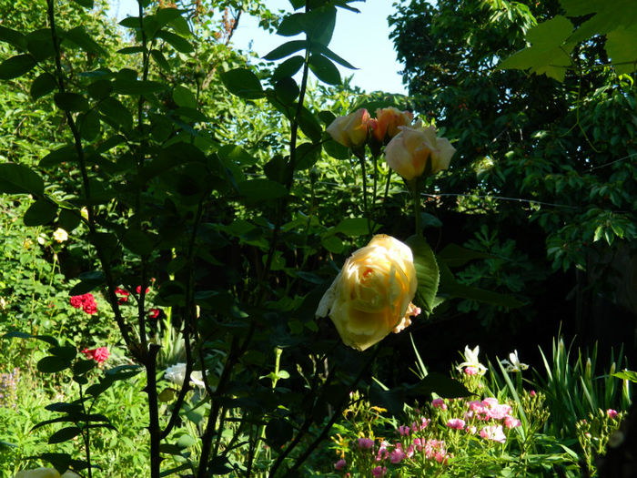 DSCN9229 - Trandafiri 2013