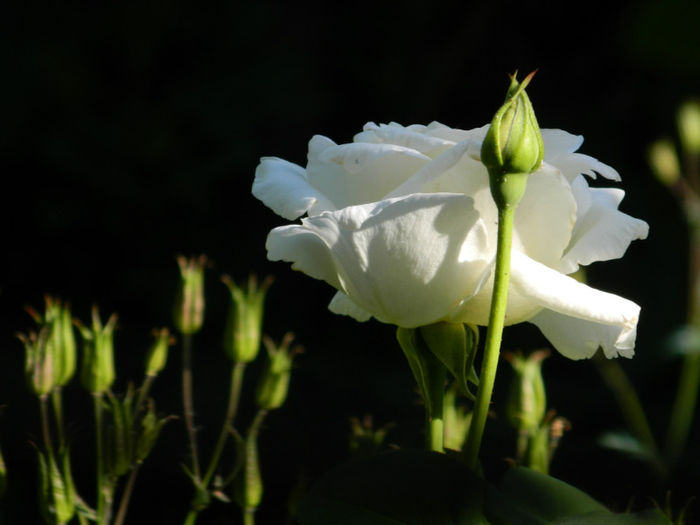 DSCN9230 - Trandafiri 2013