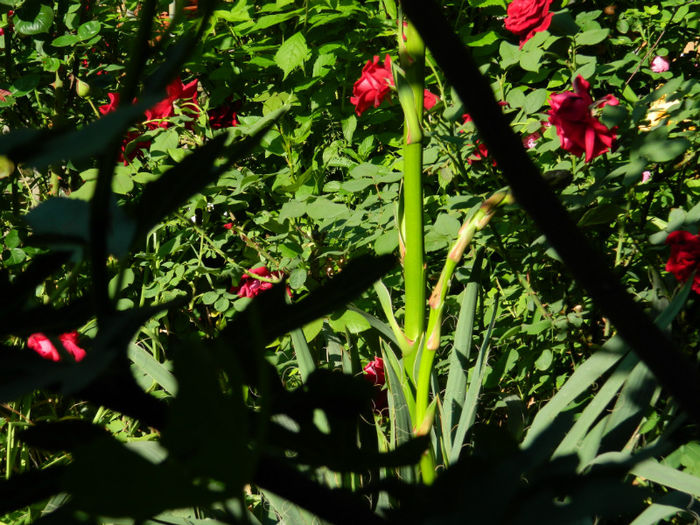 DSCN9232 - Trandafiri 2013