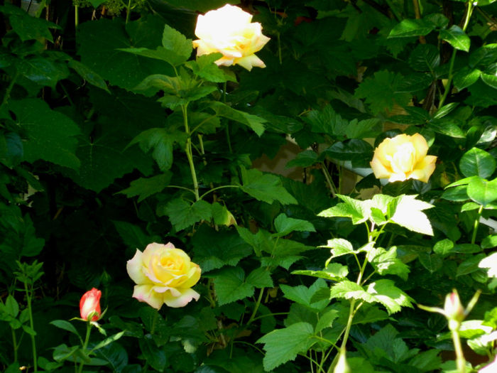 DSCN9234 - Trandafiri 2013