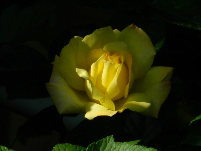 DSCN9237 - Trandafiri 2013