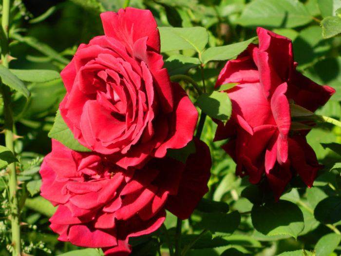 DSCN9240 - Trandafiri 2013