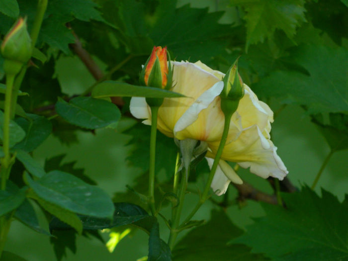 DSCN9241 - Trandafiri 2013