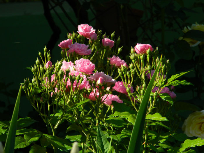 DSCN9242 - Trandafiri 2013